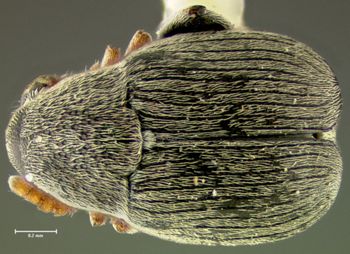 Media type: image;   Entomology 25049 Aspect: habitus dorsal view